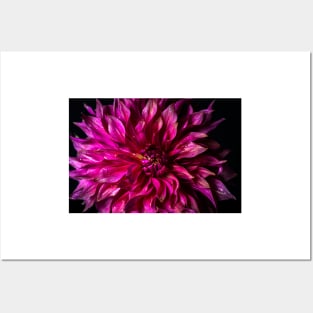 Dahlia Still Life Posters and Art